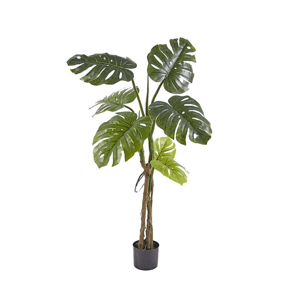 Monstera Tronco Natural 130CM