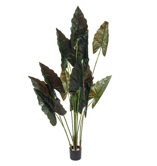 Alocasia Lila Artificial 170CM